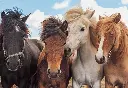 71wXDVgENVL._AC_SL1200_.webp
