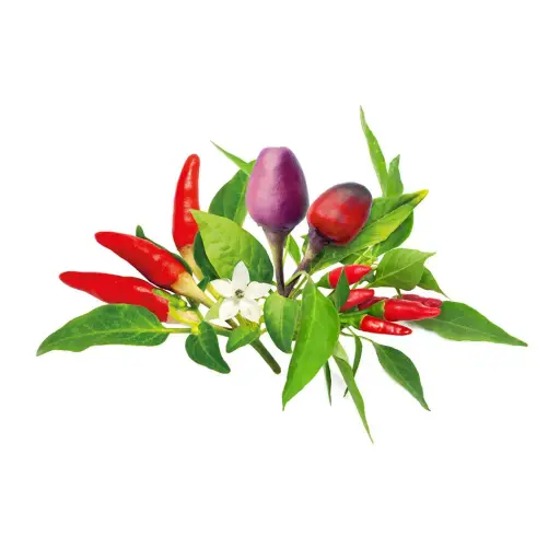 [DNA0031414] C&G Plant Pod Chili Pepper Mix