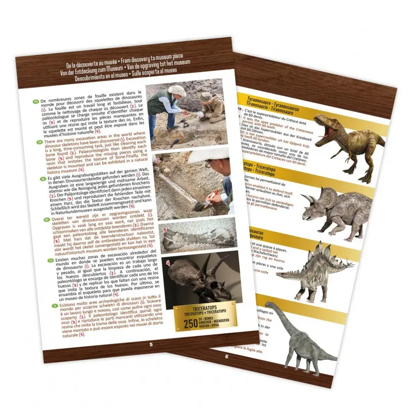 museum-skull-t-rex-tyrannosaure (4).webp