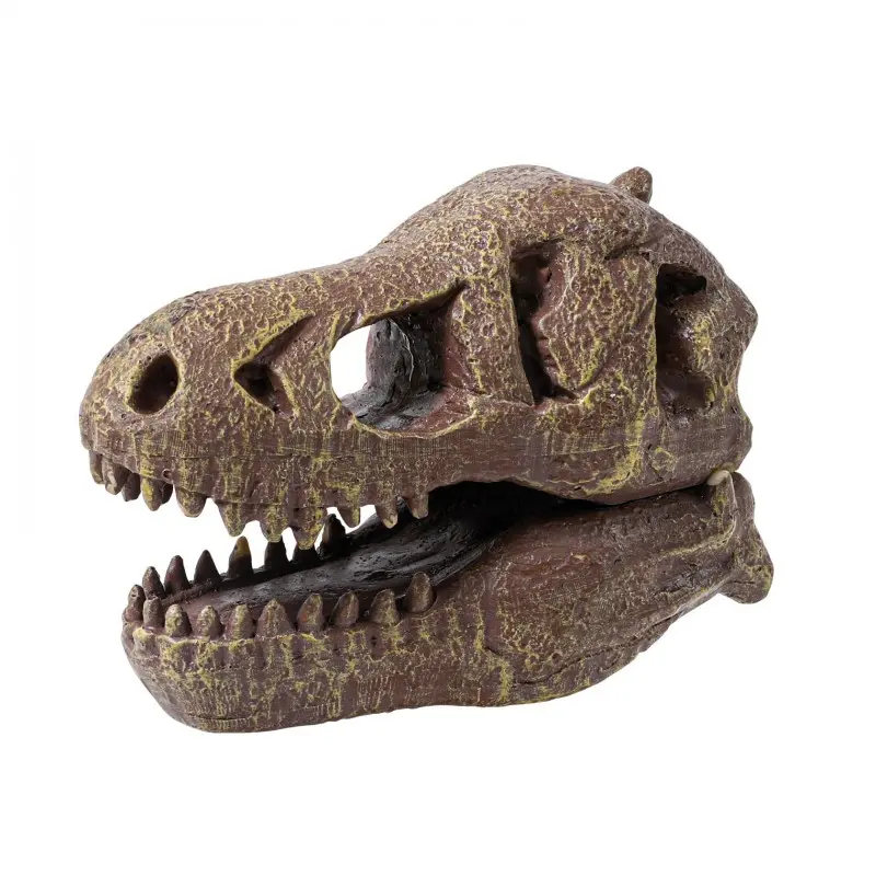 museum-skull-t-rex-tyrannosaure (2).webp