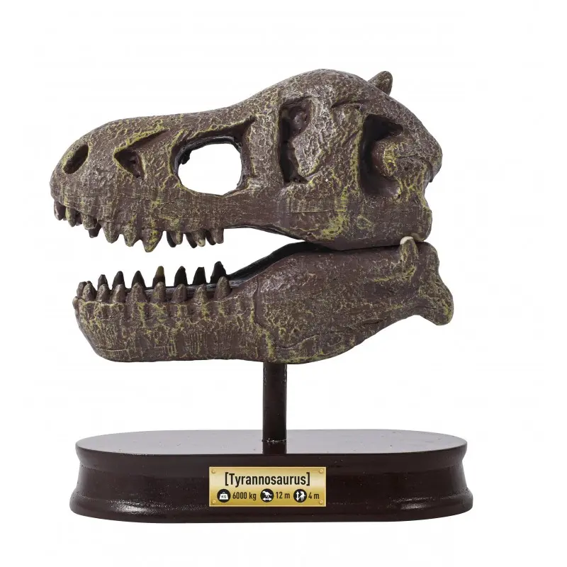 museum-skull-t-rex-tyrannosaure (3).webp