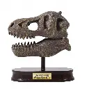 museum-skull-t-rex-tyrannosaure (3).webp