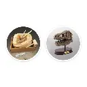 museum-skull-t-rex-tyrannosaure (5).webp