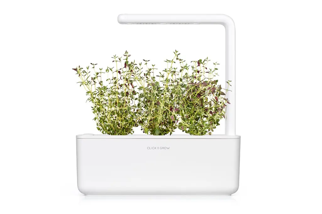 thyme-sg3.webp
