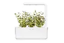 thyme-sg3.webp