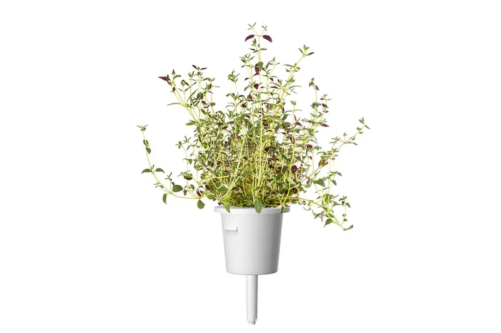 Thyme-capsule-large.webp