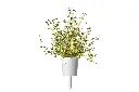 Thyme-capsule-large.webp