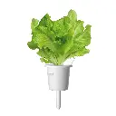 lettuce_refill_capsule_1200x1200_77c51333-53b7-4a6c-b224-af7e9e33814e.webp