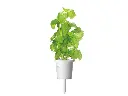 basil_single_1280x960_89e29bc2-81c5-4ff6-90ec-6aed1a8e9b13.webp