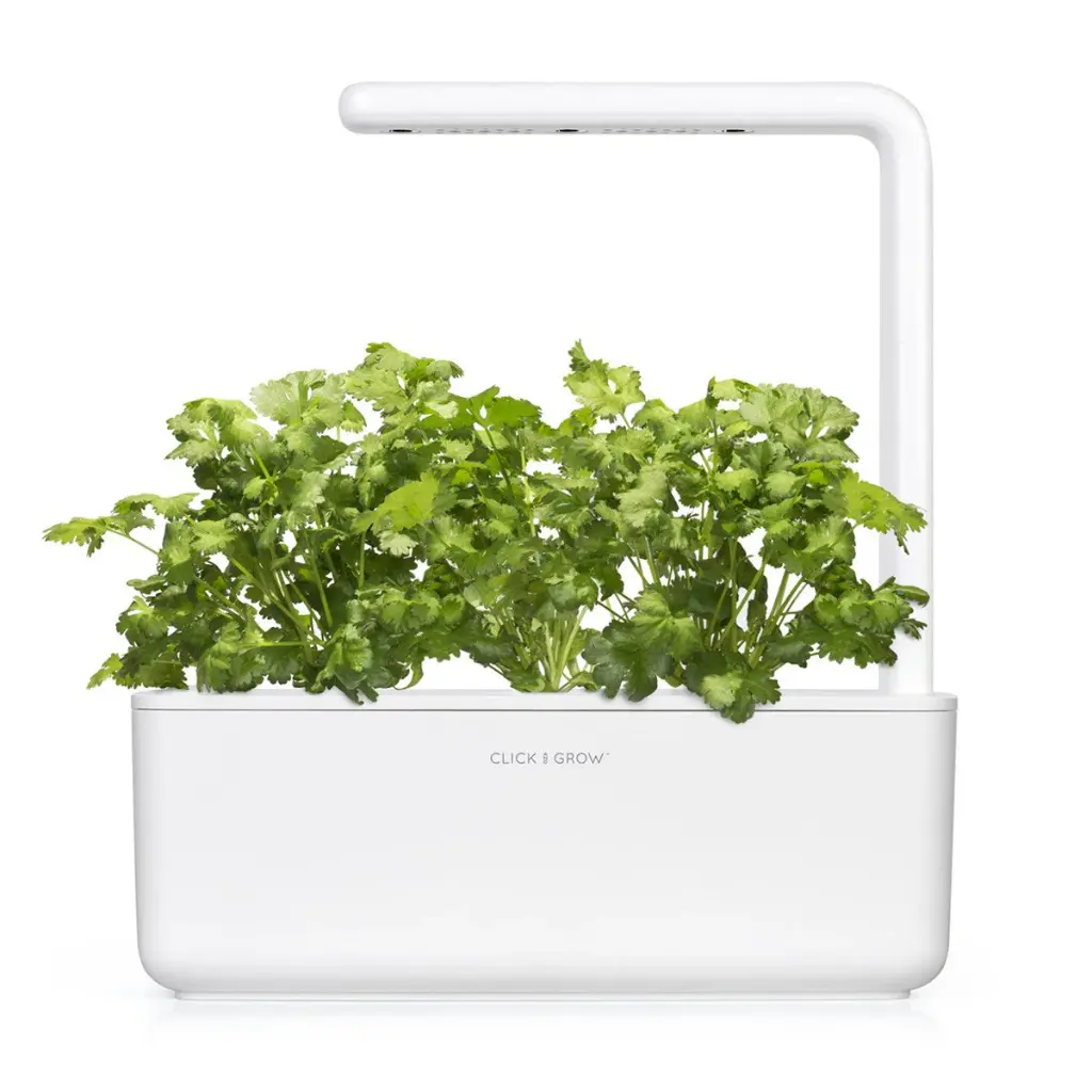 SG3_white_cilantro_coriander_1200x1200_f8a3d038-0197-4f3c-b8ad-585c577d078a.webp