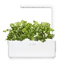 SG3_white_cilantro_coriander_1200x1200_f8a3d038-0197-4f3c-b8ad-585c577d078a.webp