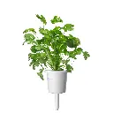 Cilantro_Coriander_Plant_Capsule_Large_4afb5884-d834-44fd-9767-a6de39e8ba61.webp