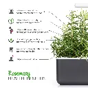 Rosemary-Infographic-small.webp
