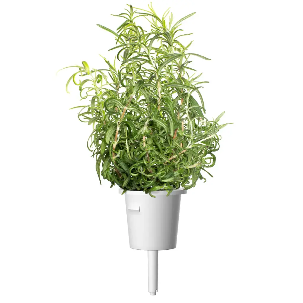 Rosemary-Capsule-1200x1200.webp