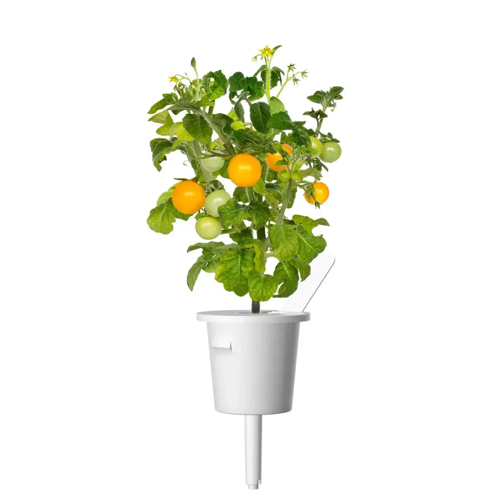 Yellow-Tomato-Capsule-1200x1200.webp