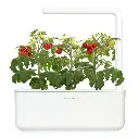 SG3_white_mini_tomato_1200x1200_8a58e4d1-042d-4921-9821-41bfeed4c9d1.webp