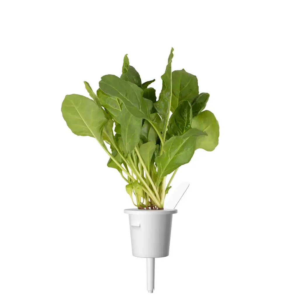 Green-Chard-single-plant_fe4eb8c3-e2d2-4c23-be5d-f2f2993a12a2.webp