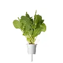 Green-Chard-single-plant_fe4eb8c3-e2d2-4c23-be5d-f2f2993a12a2.webp