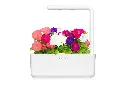 SG3-Petunia.webp