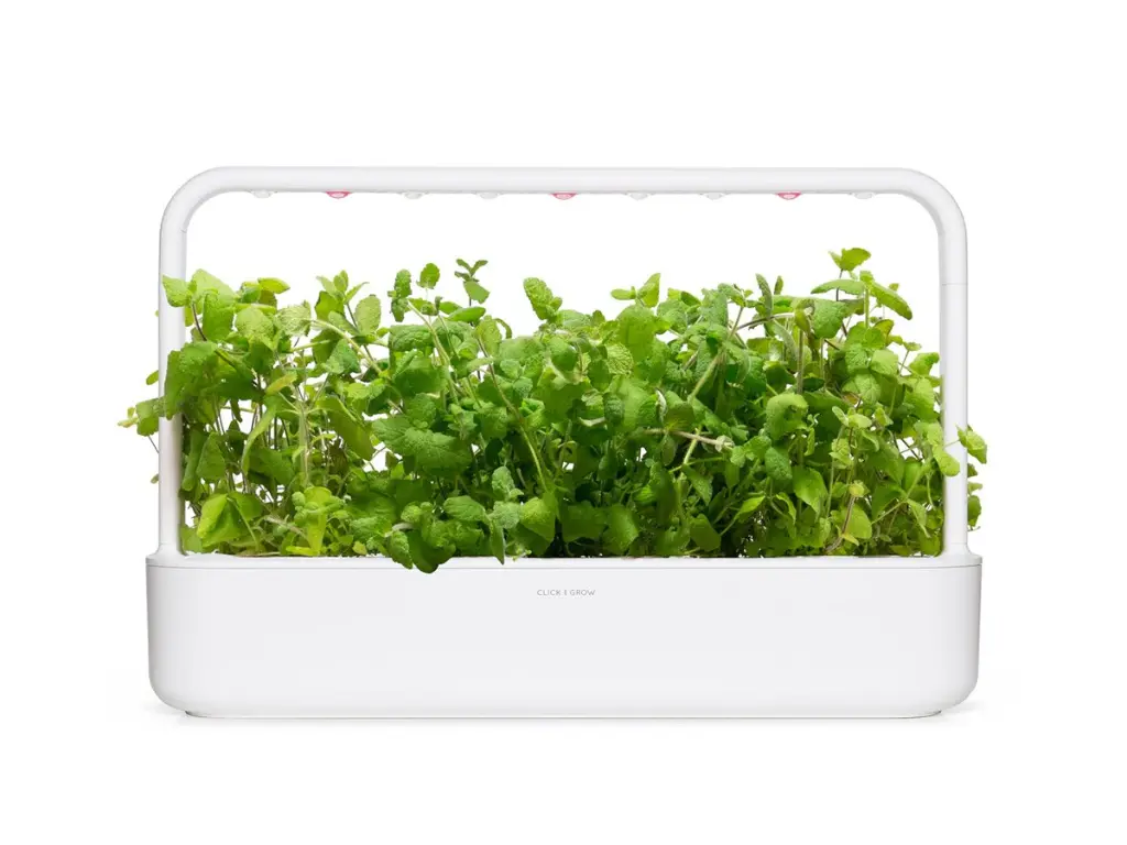apple-mint-sg9-1280x960.webp