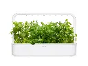apple-mint-sg9-1280x960.webp