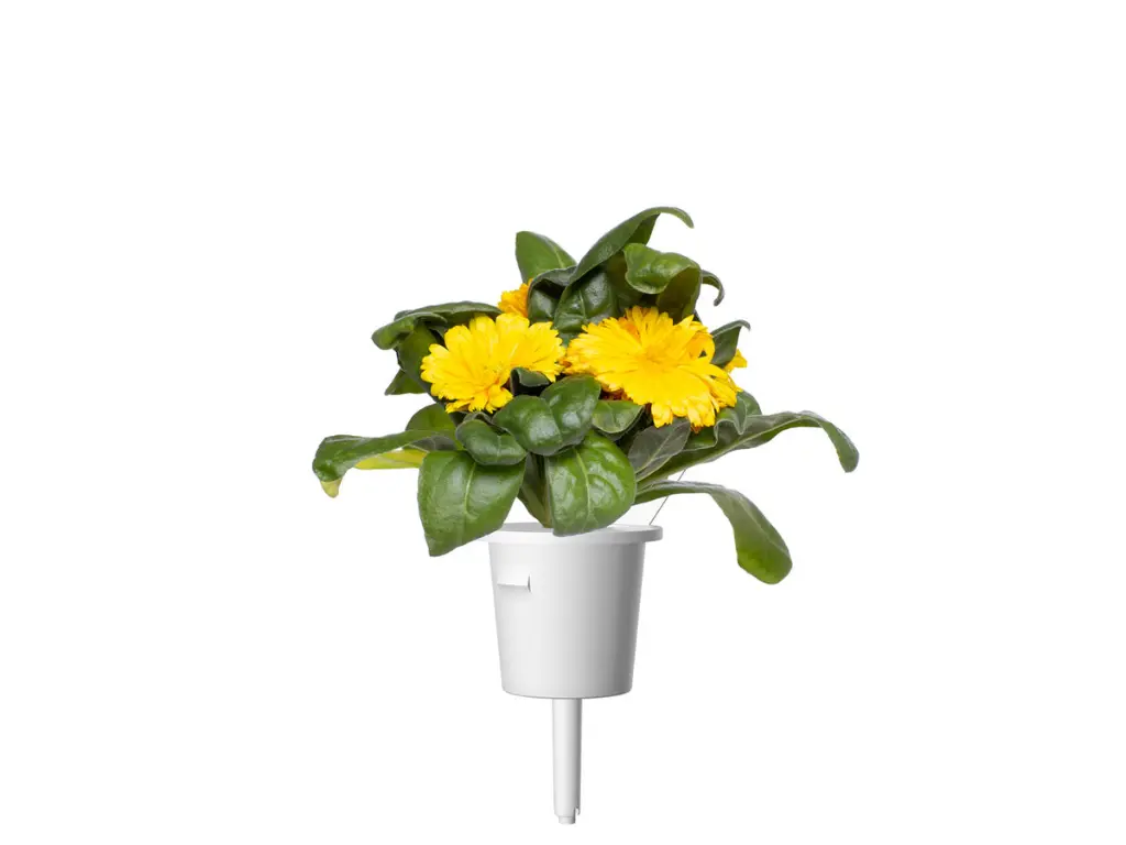 Calendula-single-cup-1280x960.webp