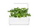 Green-Kale-SG3-1280x960.webp