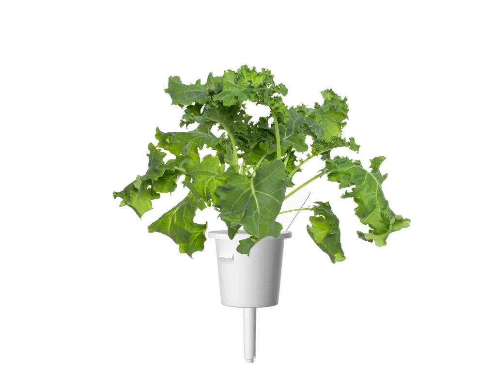 Green-Kale-Single-Cup-1280x960.webp