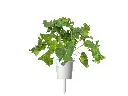 Green-Kale-Single-Cup-1280x960.webp