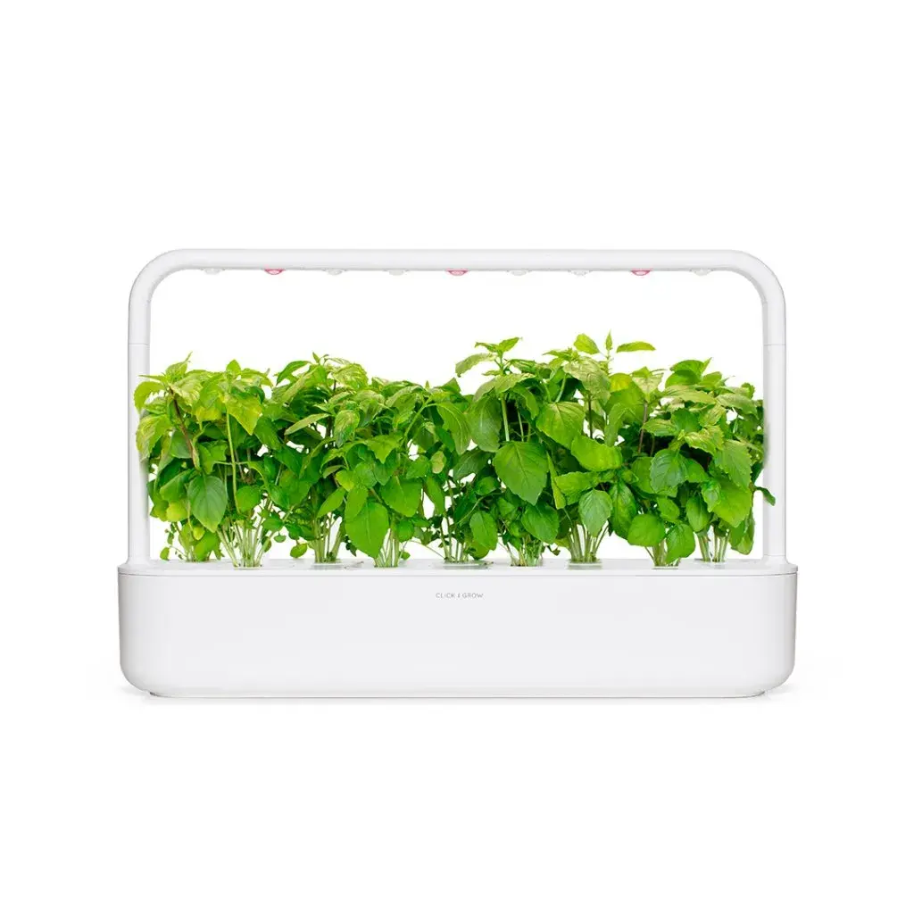782sg9cinnamonbasil.webp