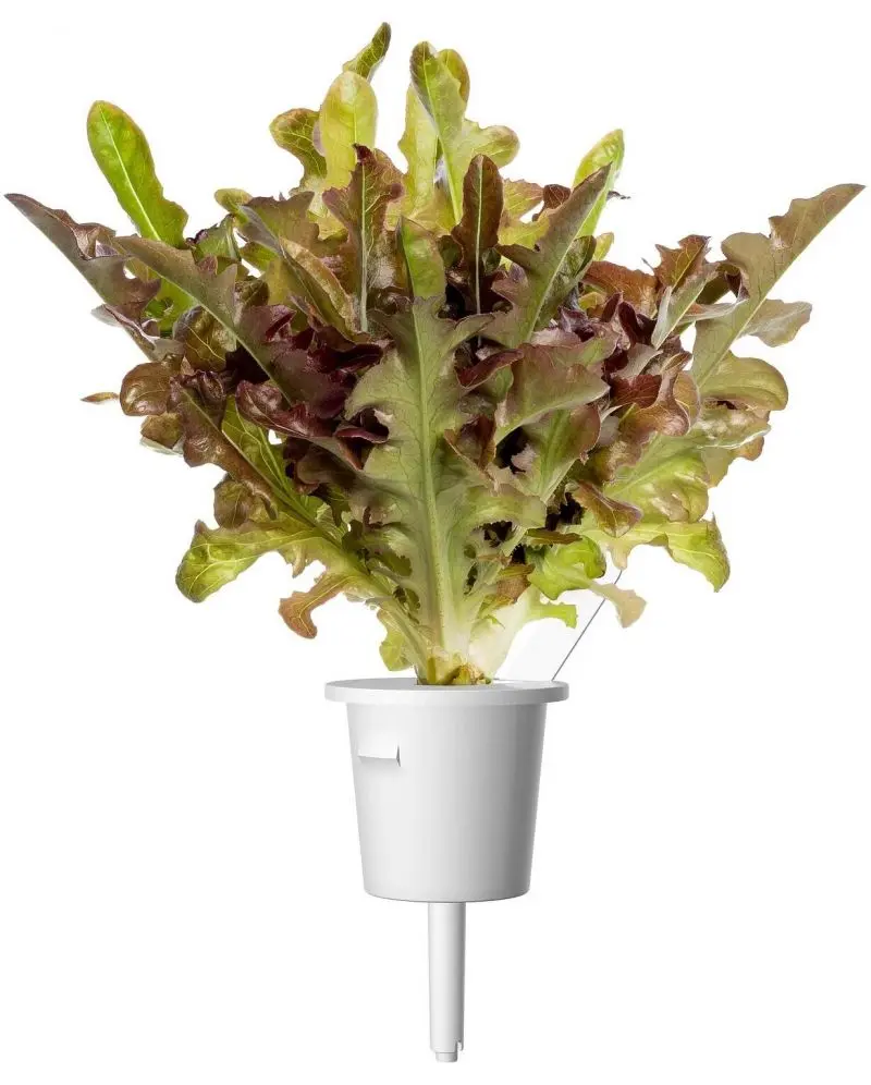 seminte-click-and-grow---salata-verde-rosie-frunza-de-stejar--3-rezerve-31.webp