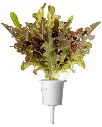seminte-click-and-grow---salata-verde-rosie-frunza-de-stejar--3-rezerve-31.webp