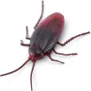 Zuru Robo Alive Robotic Crawling Cockroach Series 2