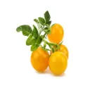 Click & Grow Yellow Mini Tomato