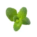 Click & Grow Apple Mint