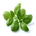 Click & Grow Basil / 3-Pack