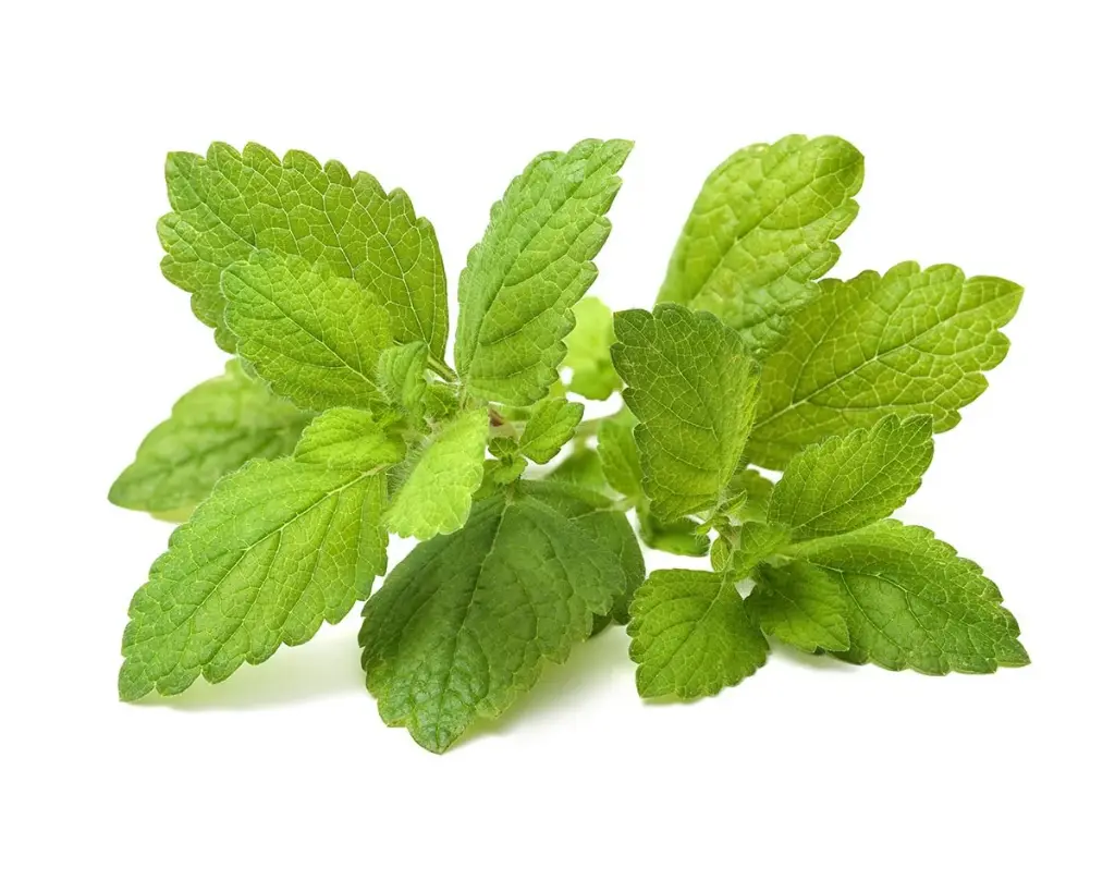 Click & Grow Lemon Balm / 3-Pack