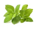 Click & Grow Lemon Balm / 3-Pack