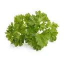 Click & Grow Curly Parsley / 3-Pack