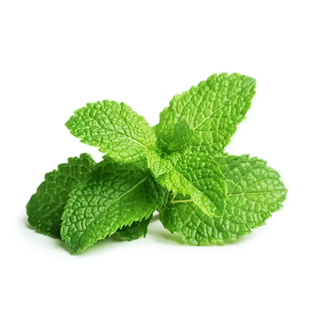 Click & Grow Peppermint / 3-Pack