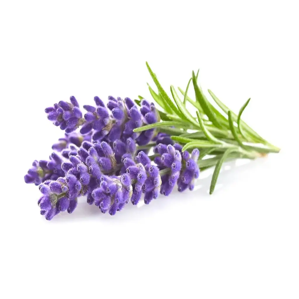 Click & Grow Lavender / 3-Pack