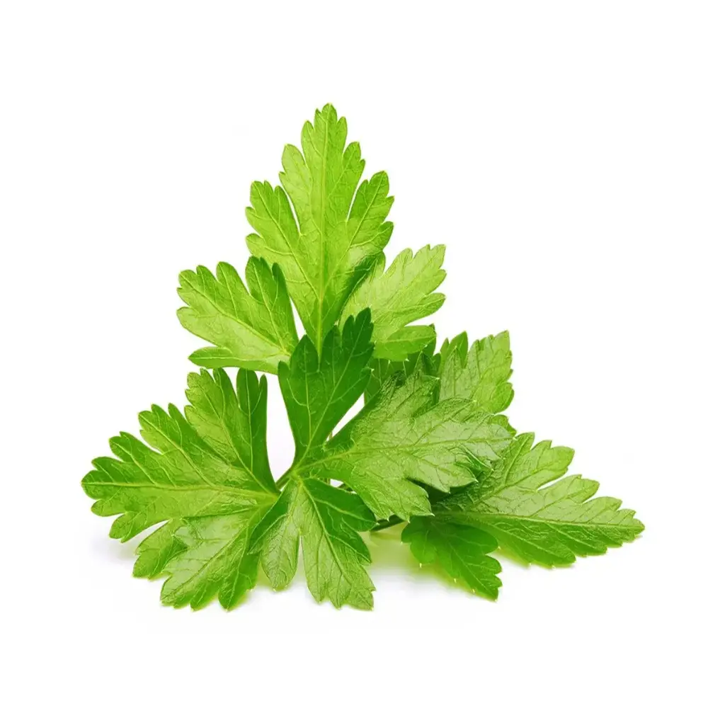 Click & Grow Coriander / 3-Pack