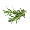 Click & Grow Rosemary / 3-Pack