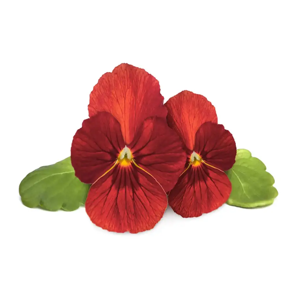 Click & Grow Red Pansy
