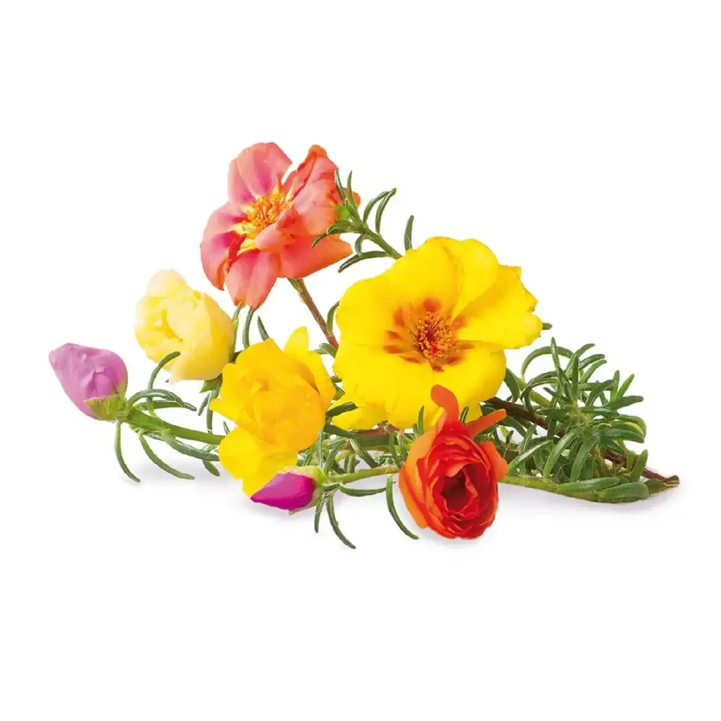 Click & Grow Moss Rose / 3 Pack