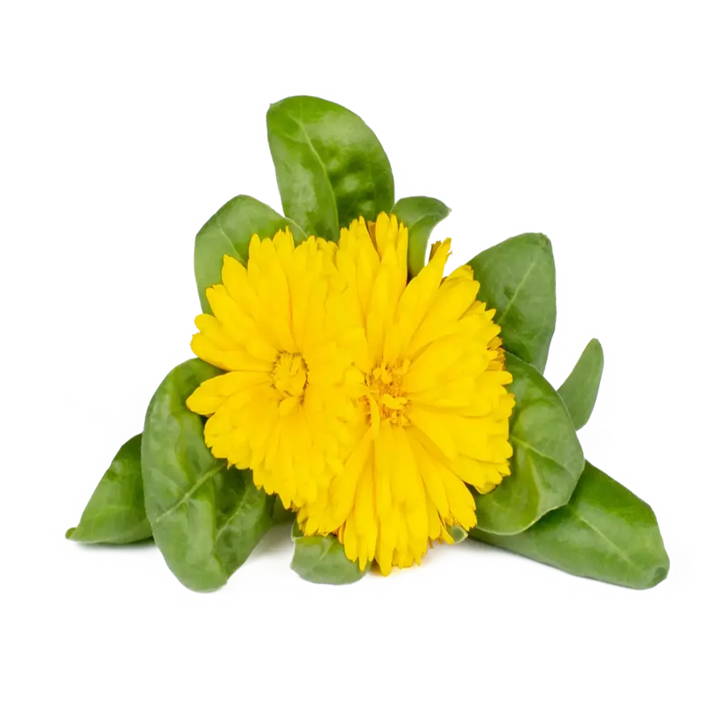 Click & Grow Calendula