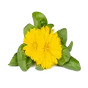 كليك آند غرو كاليندولا