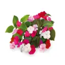 Click & Grow Busy Lizzie