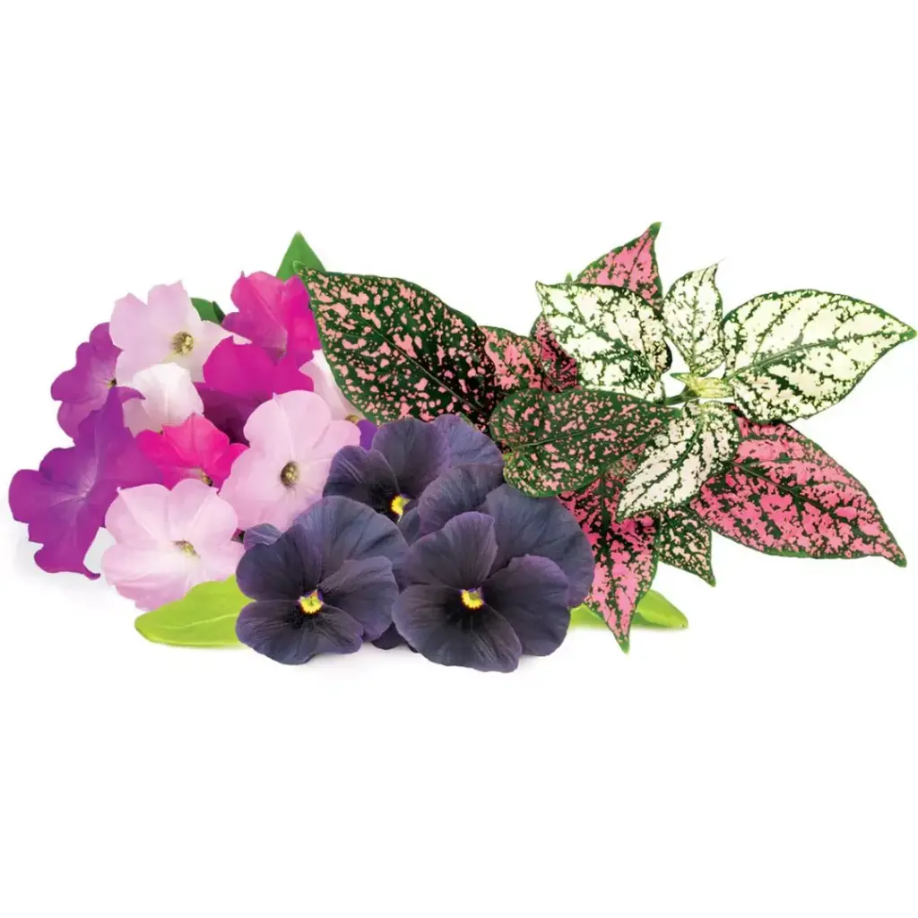 Click & Grow Vibrant Flower Mix