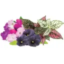 Click & Grow Vibrant Flower Mix